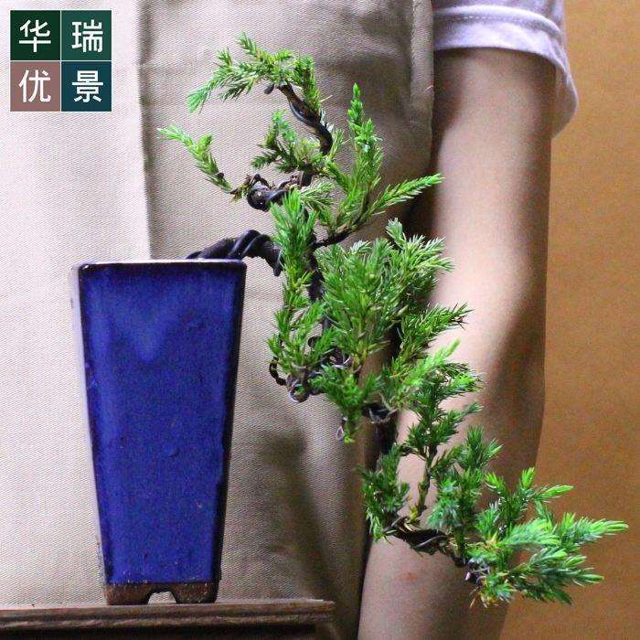 怎么养护铺地柏盆景的5个要点