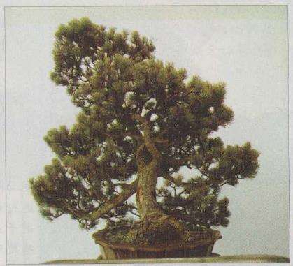 图解 胡乐国怎么改作五针松盆景的21个步骤