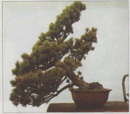 图解 胡乐国怎么改作五针松盆景的21个步骤