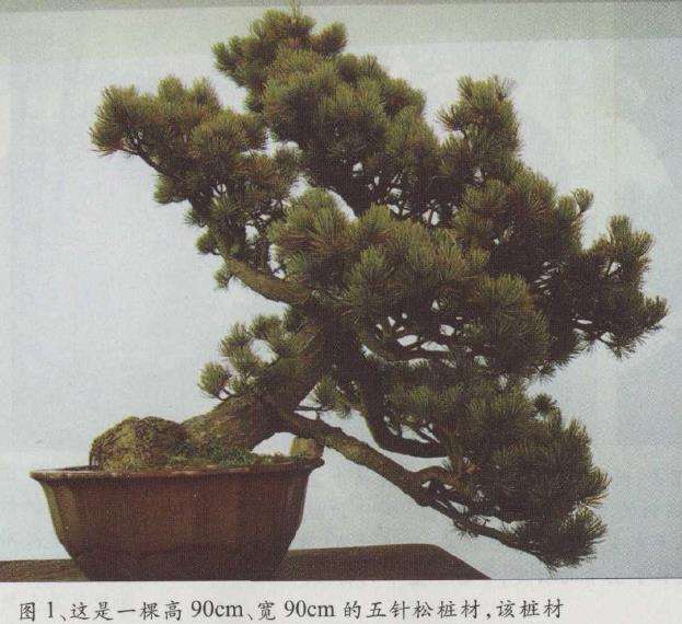 图解 胡乐国怎么改作五针松盆景的21个步骤