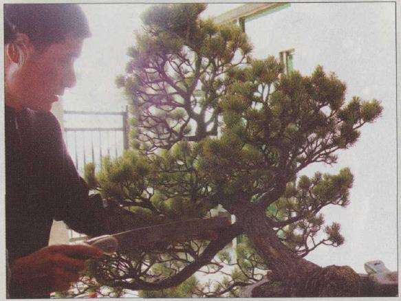 图解 胡乐国怎么改作五针松盆景的21个步骤