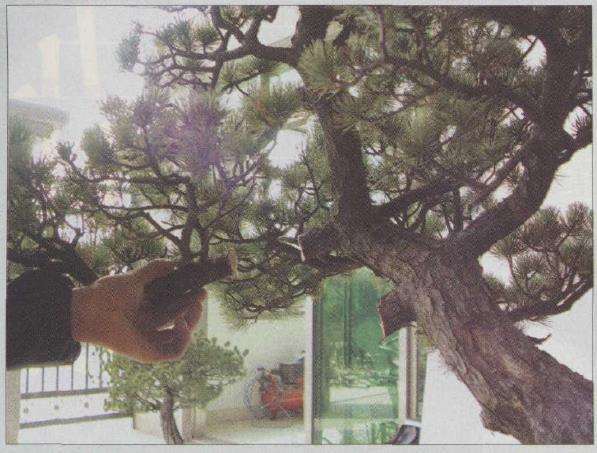 图解 胡乐国怎么改作五针松盆景的21个步骤