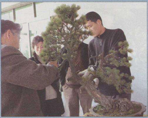 图解 胡乐国怎么改作五针松盆景的21个步骤