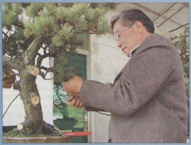 图解 胡乐国怎么改作五针松盆景的21个步骤