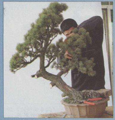 图解 胡乐国怎么改作五针松盆景的21个步骤