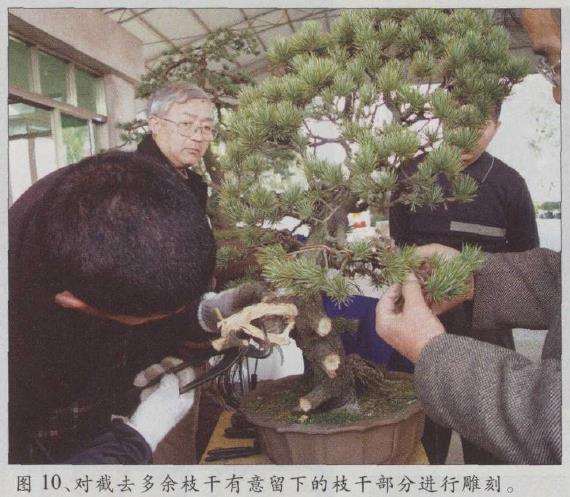 图解 胡乐国怎么改作五针松盆景的21个步骤