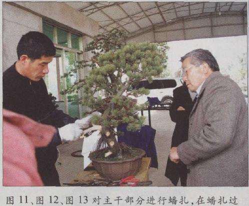 图解 胡乐国怎么改作五针松盆景的21个步骤