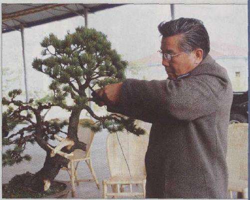 图解 胡乐国怎么改作五针松盆景的21个步骤