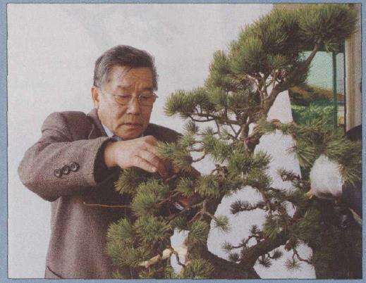 图解 胡乐国怎么改作五针松盆景的21个步骤