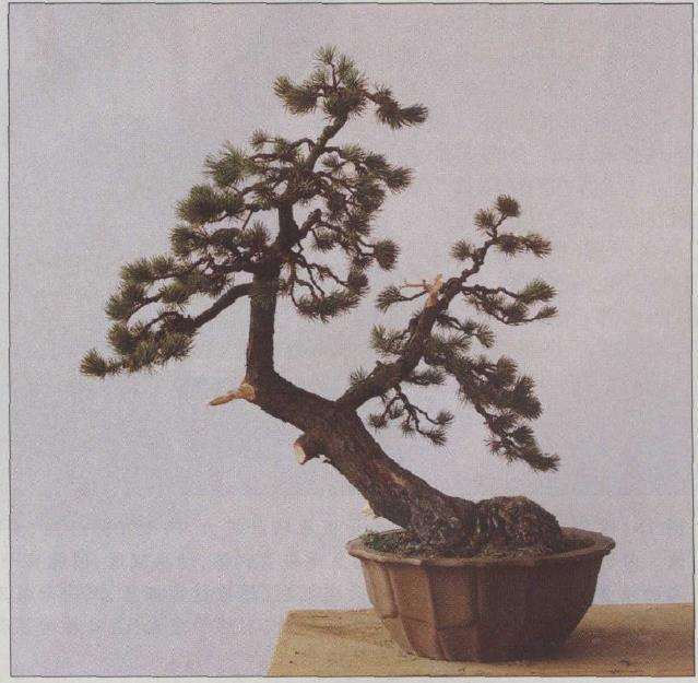 图解 胡乐国怎么改作五针松盆景的21个步骤