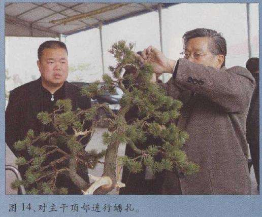 图解 胡乐国怎么改作五针松盆景的21个步骤