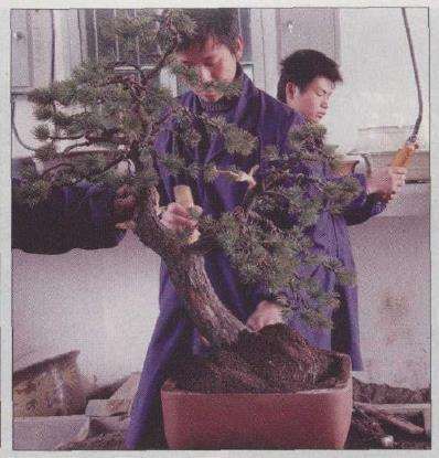 图解 胡乐国怎么改作五针松盆景的21个步骤