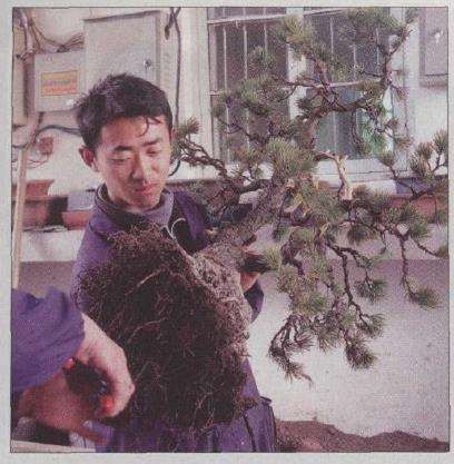 图解 胡乐国怎么改作五针松盆景的21个步骤