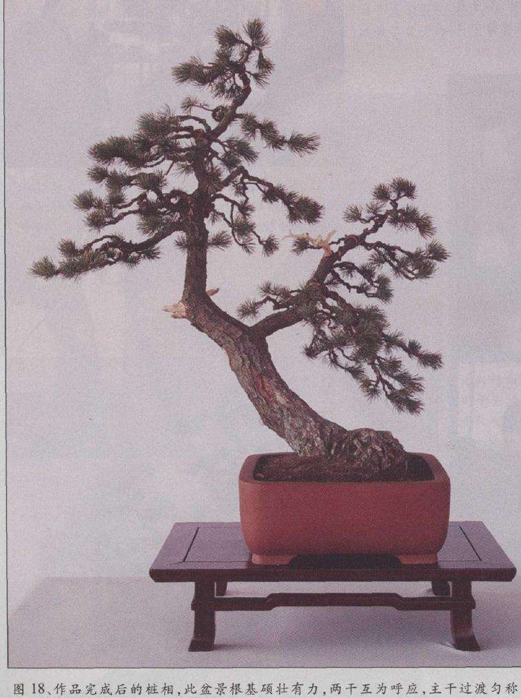 图解 胡乐国怎么改作五针松盆景的21个步骤