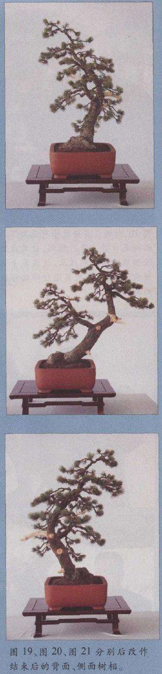 图解 胡乐国怎么改作五针松盆景的21个步骤