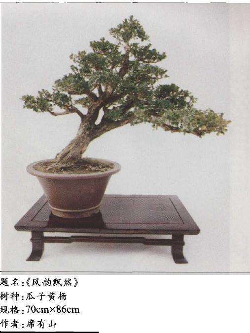 赏席有山的3个盆景作品 图片