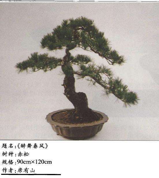 赏席有山的3个盆景作品 图片