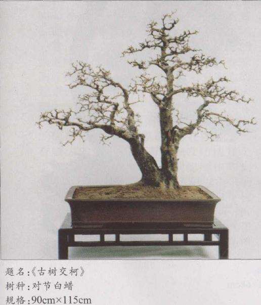 赏席有山的3个盆景作品 图片