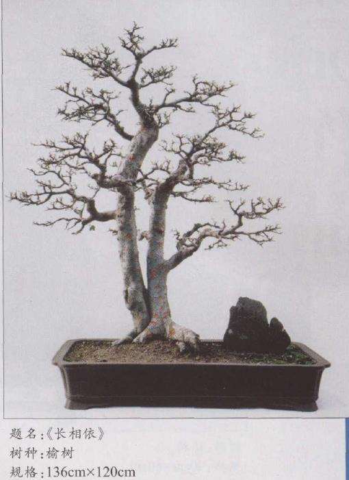 赏席有山的3个盆景作品 图片