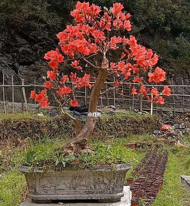 映山红盆景叶柄变为黄褐色 枝条枯死