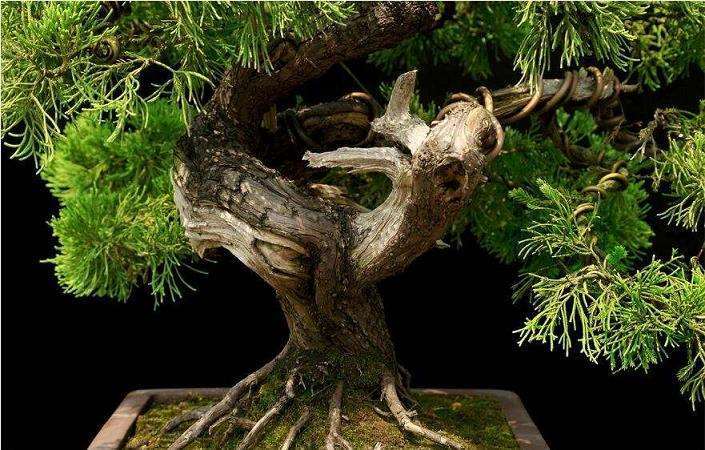 为什么地柏盆景叶片暗淡 没光泽