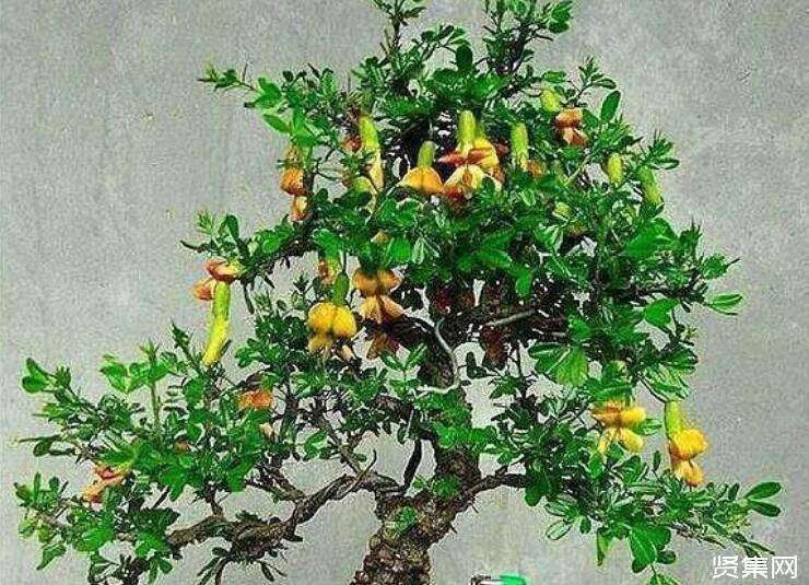 金雀花盆景四月发芽后 枯萎了 怎么办