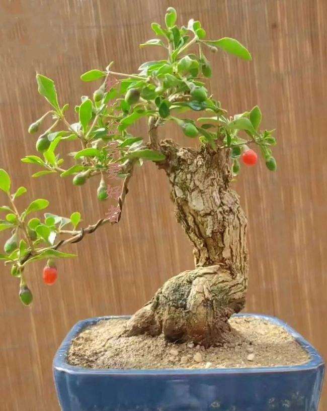 为什么枸杞盆景叶片卷曲坏死