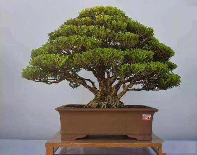 瓜子黄杨盆景大桩移栽应注意什么