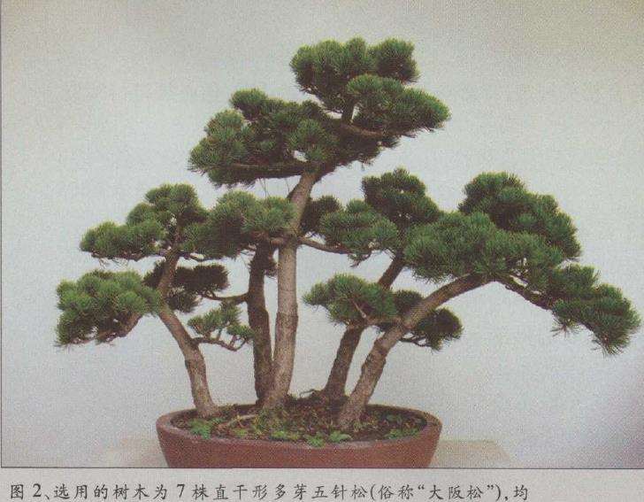 图解 水旱五针松盆景怎么创作的30个过程