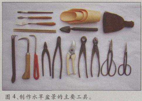 图解 水旱五针松盆景怎么创作的30个过程