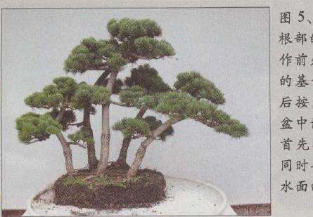 图解 水旱五针松盆景怎么创作的30个过程