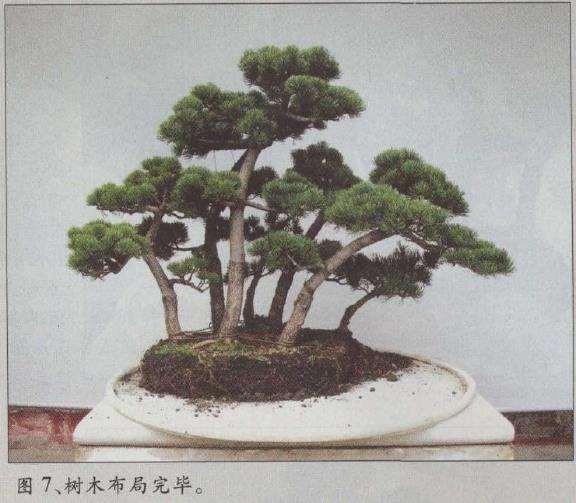 图解 水旱五针松盆景怎么创作的30个过程
