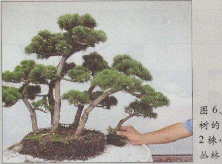 图解 水旱五针松盆景怎么创作的30个过程