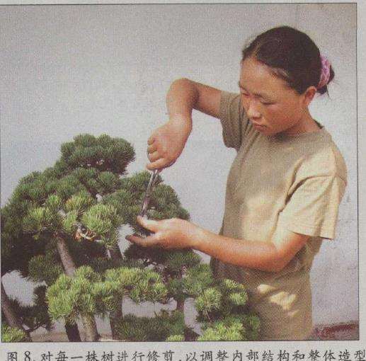 图解 水旱五针松盆景怎么创作的30个过程