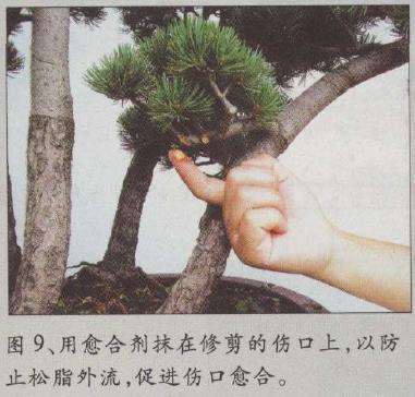 图解 水旱五针松盆景怎么创作的30个过程