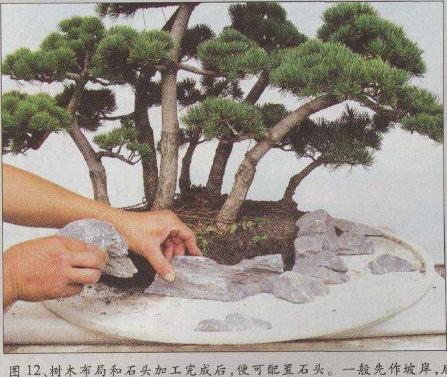 图解 水旱五针松盆景怎么创作的30个过程