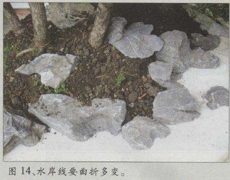 图解 水旱五针松盆景怎么创作的30个过程