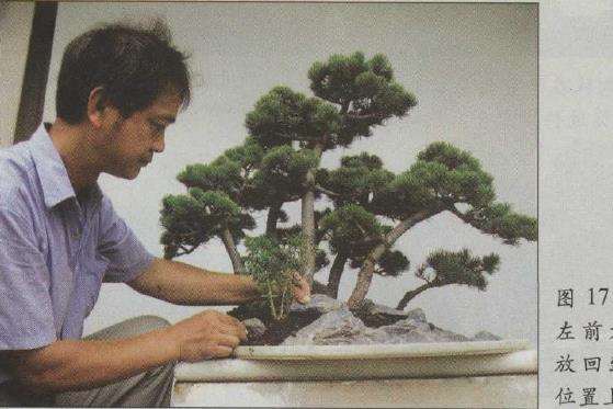 图解 水旱五针松盆景怎么创作的30个过程