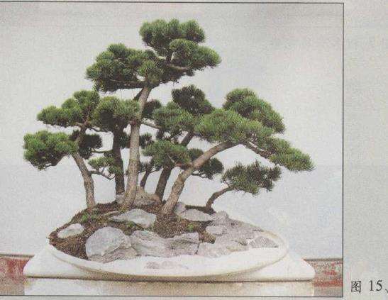 图解 水旱五针松盆景怎么创作的30个过程