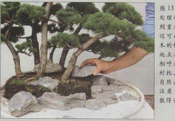 图解 水旱五针松盆景怎么创作的30个过程