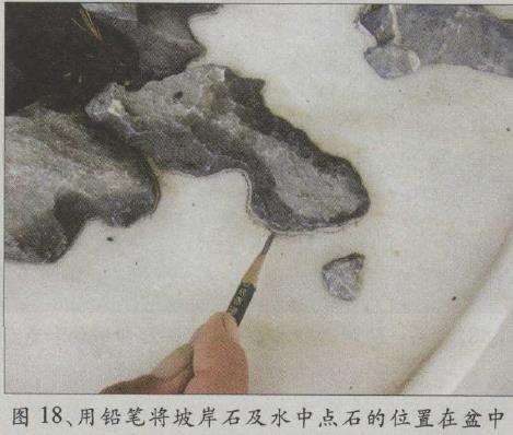 图解 水旱五针松盆景怎么创作的30个过程