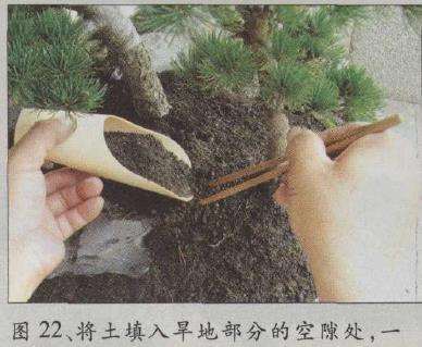 图解 水旱五针松盆景怎么创作的30个过程