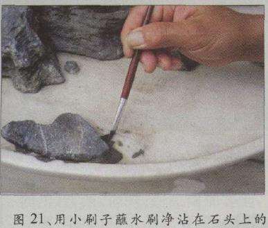 图解 水旱五针松盆景怎么创作的30个过程