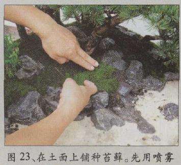 图解 水旱五针松盆景怎么创作的30个过程