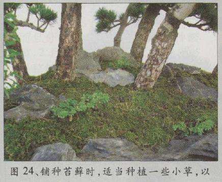 图解 水旱五针松盆景怎么创作的30个过程