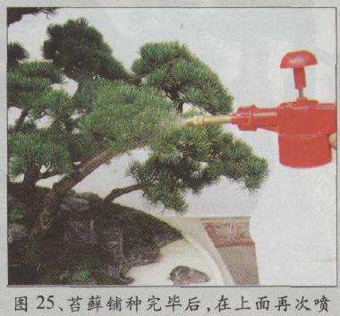 图解 水旱五针松盆景怎么创作的30个过程