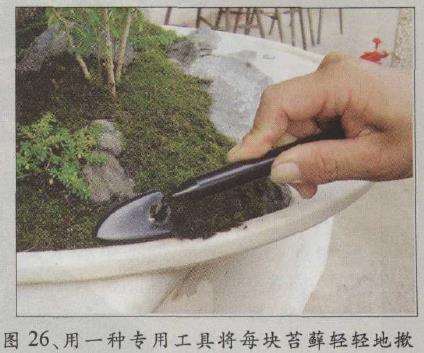 图解 水旱五针松盆景怎么创作的30个过程