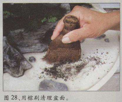 图解 水旱五针松盆景怎么创作的30个过程