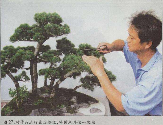 图解 水旱五针松盆景怎么创作的30个过程