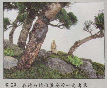 图解 水旱五针松盆景怎么创作的30个过程